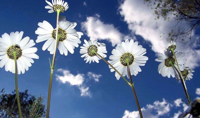 Cemre 19 Şubat’ta düşecek