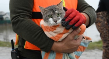 Meriç Nehri'nin taştığı bölgede mahsur kalan hayvanlar kurtarıldı