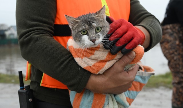 Meriç Nehri'nin taştığı bölgede mahsur kalan hayvanlar kurtarıldı
