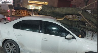 Park halindeki aracın üzerine ağaç devrildi