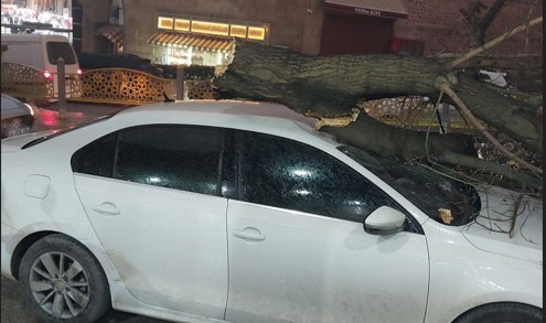 Park halindeki aracın üzerine ağaç devrildi