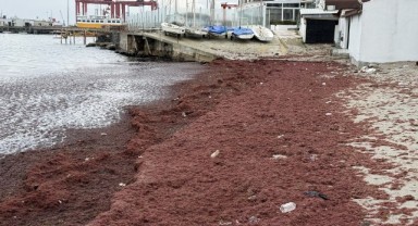 Poyraz nedeniyle sahilin bir kısmı kırmızı yosunla kaplandı