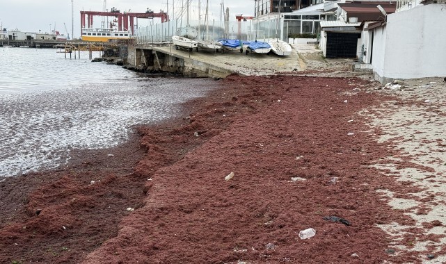 Poyraz nedeniyle sahilin bir kısmı kırmızı yosunla kaplandı