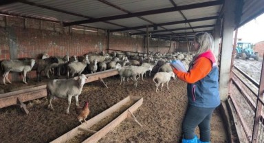 Tarım Müdürlüğü’nden hayvancılık desteklemelerine yakın takip