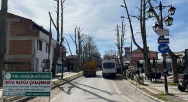 Agâh Korkan’dan budama tepkisi: “Karaağaç’ın çınarları bu şekilde budanmamalı”