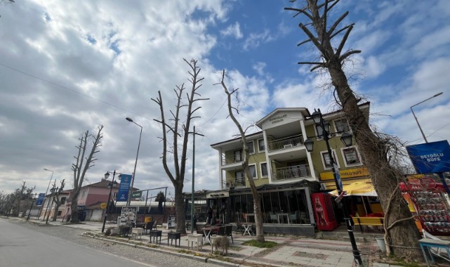 Belediyenin ağaç budama çalışmalarına tepki