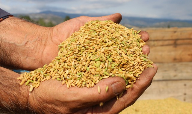 Çeltik çalıştayı düzenlenecek