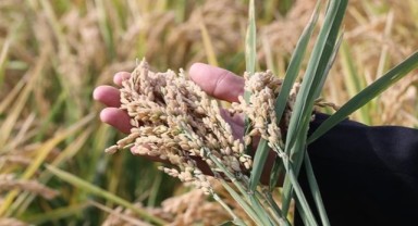 Çeltik çalıştayı düzenlenecek