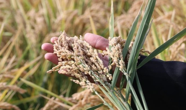 Çeltik çalıştayı düzenlenecek