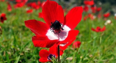 Cemrelerin sonuncusu toprağa düştü, Edirne bahara hazırlanıyor