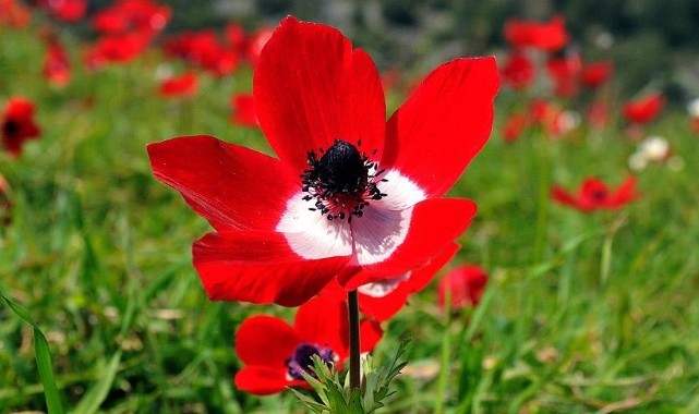 Cemrelerin sonuncusu toprağa düştü, Edirne bahara hazırlanıyor