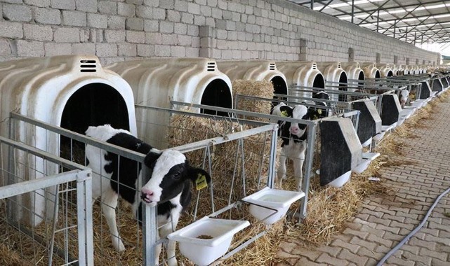 Edirne’de buzağı kayıplarını azaltmaya yönelik eğitim programı düzenlenecek