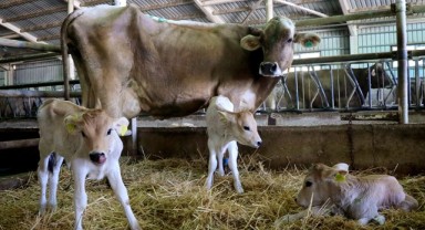 Edirne’de buzağı kayıplarını azaltmaya yönelik eğitim programı düzenlenecek