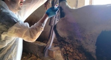 Edirne’de hayvan sağlığı için kritik adım