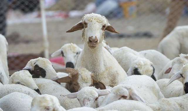 Edirne’de hayvancılığa destek başvuruları başlıyor