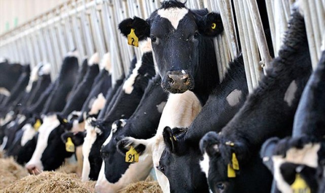 Edirne’de hayvancılığa destek başvuruları başlıyor