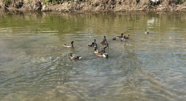 Havsa’da doğaya katkı sağlayan etkinlik