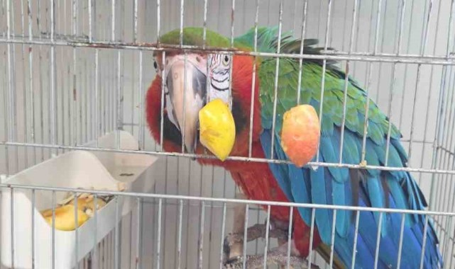 Kaçak papağanlara gümrükte geçit yok