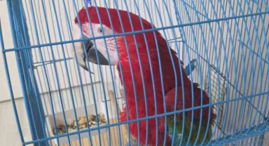 Kaçak papağanlara gümrükte geçit yok