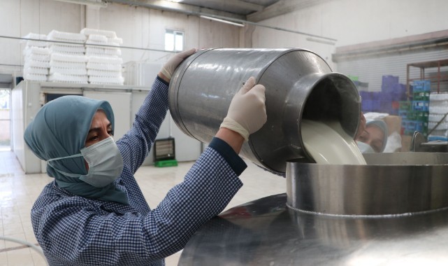 Kadınlar her gün 7 ton sütü lezzete dönüştürüyor