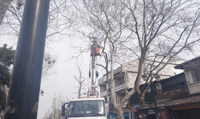 Kafeler sokağındaki budama vatandaşları rahatsız etti