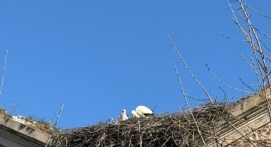 Leylekler geldi, Edirne’de bahar başladı