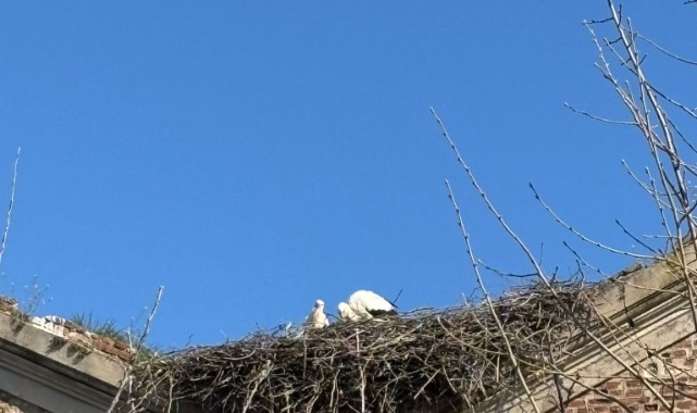 Leylekler geldi, Edirne’de bahar başladı