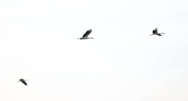 Leyleklerin göç rotasında Kırklareli molası