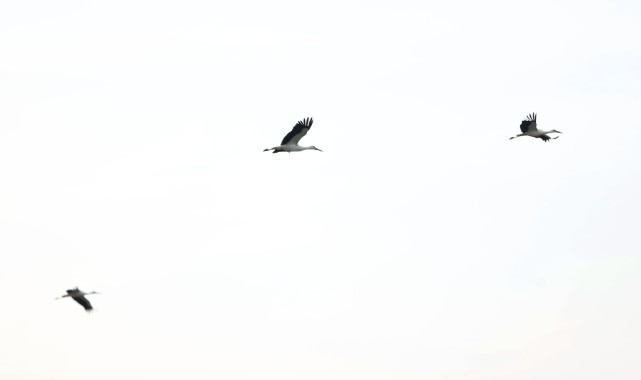 Leyleklerin göç rotasında Kırklareli molası