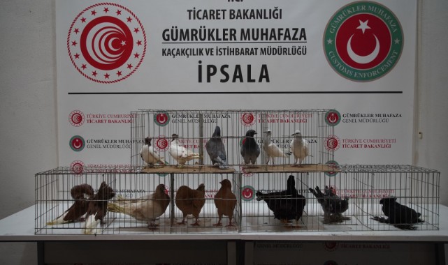 Minibüste aralarında alpakaların da olduğu cins hayvanlar ele geçirildi