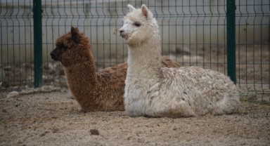 Minibüste aralarında alpakaların da olduğu cins hayvanlar ele geçirildi