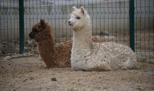 Minibüste aralarında alpakaların da olduğu cins hayvanlar ele geçirildi