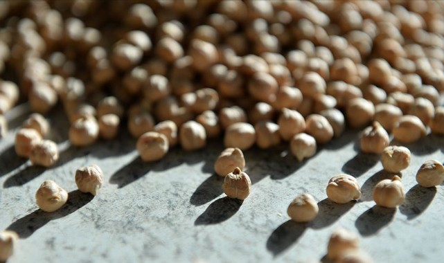 Nohut ekimi başladı