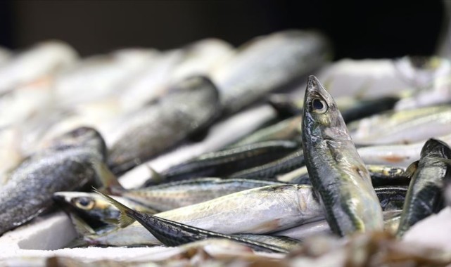 Sazan ve yayın avına 15 Haziran’a kadar yasak