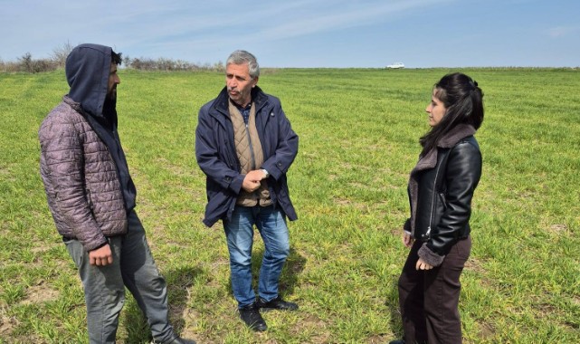 Tarlalarda hastalık riski arttı