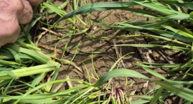 Tarlalarda hastalık riski arttı