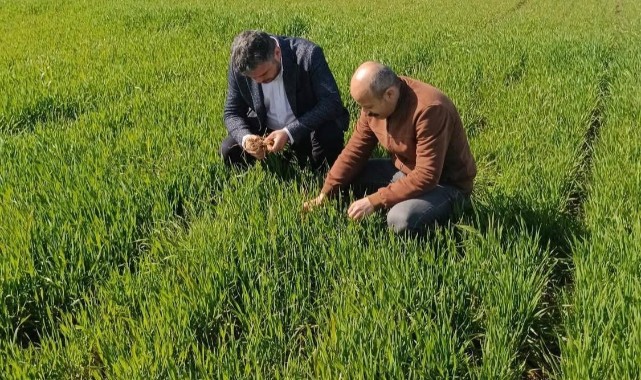 Uzunköprü’de hububat tarlaları denetleniyor