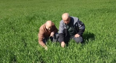 Uzunköprü’de hububat tarlaları denetleniyor