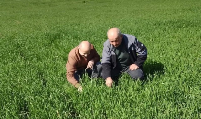 Uzunköprü’de hububat tarlaları denetleniyor