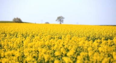 Uzunköprü’de yağışlar üreticinin yüzünü güldürdü