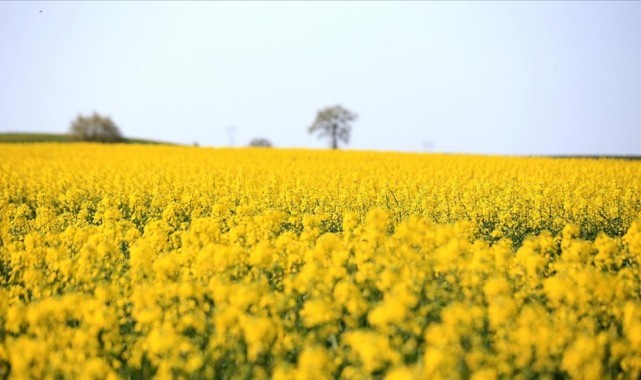 Uzunköprü’de yağışlar üreticinin yüzünü güldürdü