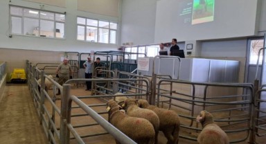 2. Edirne Koç ve Teke Mezatı düzenlenecek