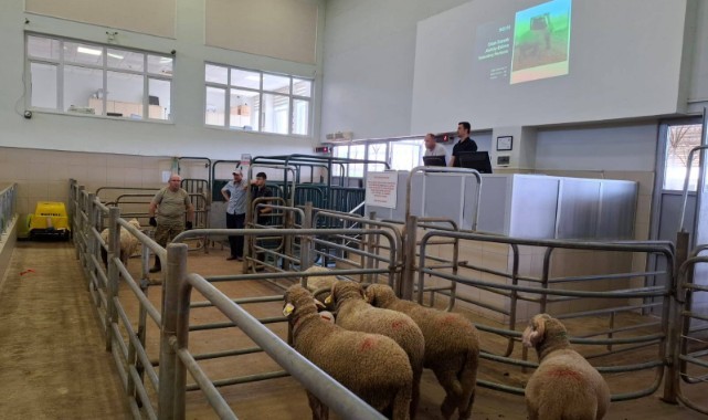 2. Edirne Koç ve Teke Mezatı düzenlenecek