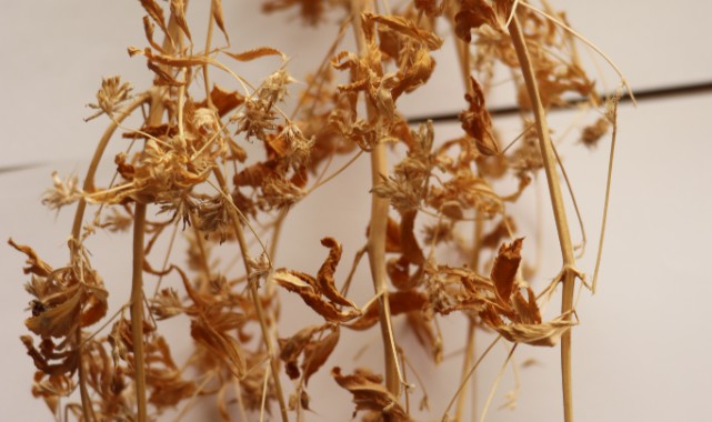 21 yıllık çalışma sonucu 