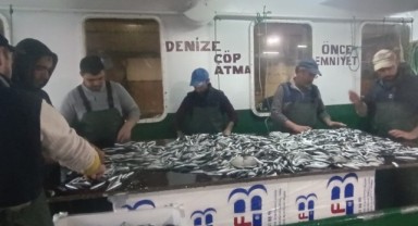 6 ton hamsi ve sardalya yakalandı