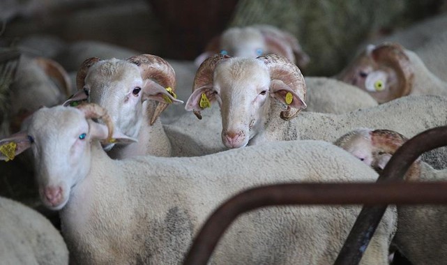 Canlı hayvan ticaretinde yeni dönem