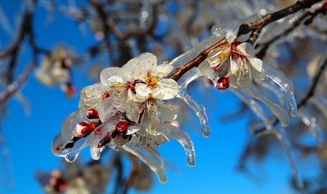 Çiftçiye kritik uyarı: Soğuk hava ve don geliyor