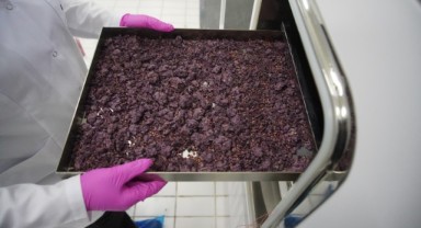 Dondurularak kurutulan meyveler Edirne’den ihraç ediliyor