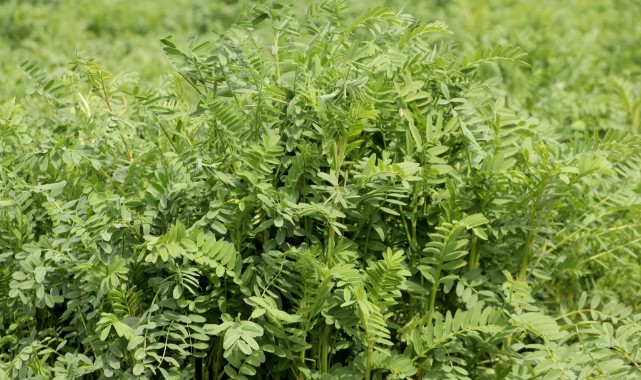 Geliştirilen yerli korunga “NKÜ Efsane” adıyla tescillendi