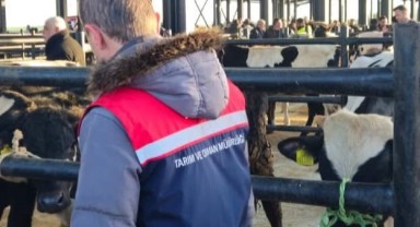 Hayvan pazarında veteriner denetimi